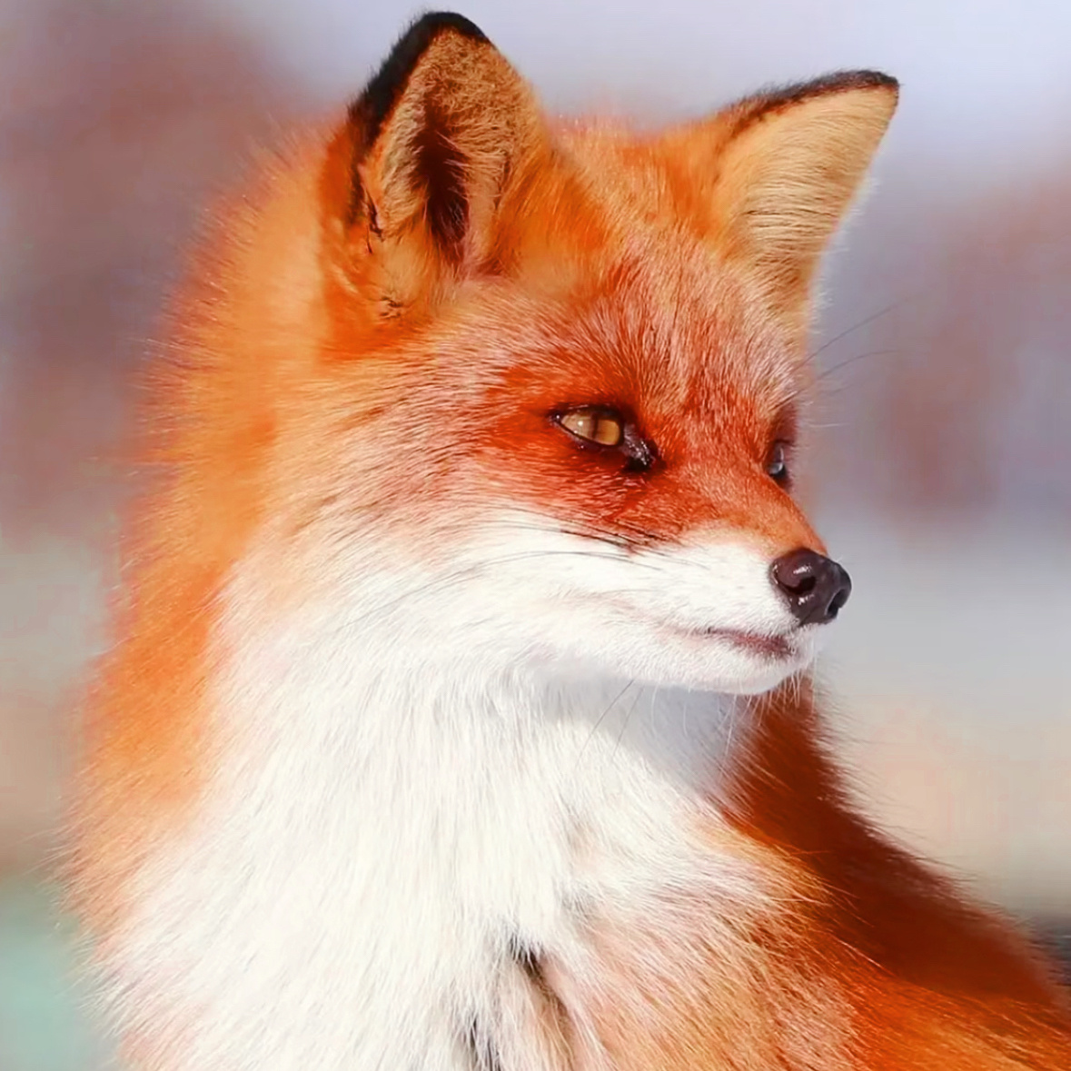 【10648】🐈❤️🔥🦊 