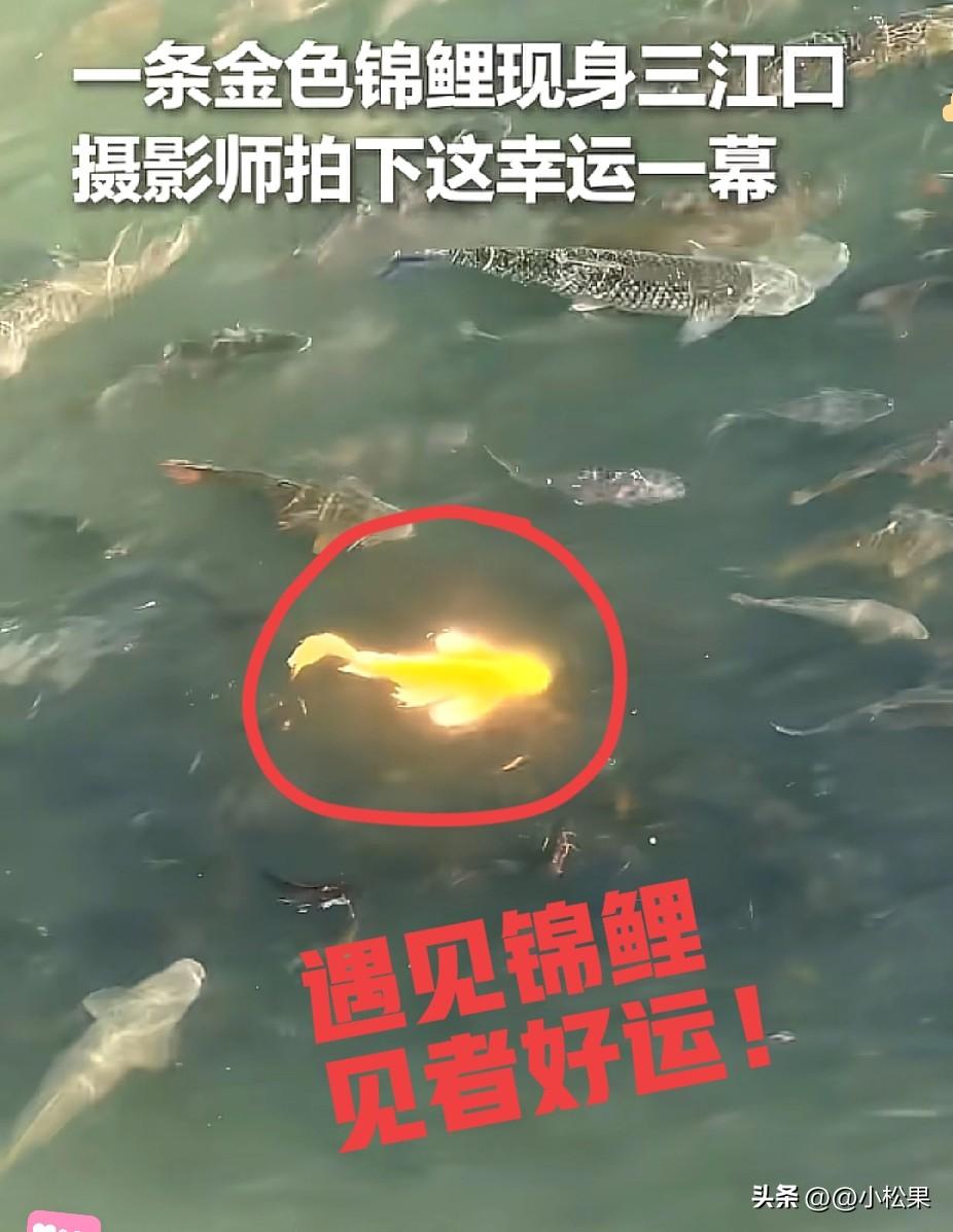 家人们快看！人民日报都报道了！四川宜宾三江口惊现“金色锦鲤领群鱼巡游”，这画面简