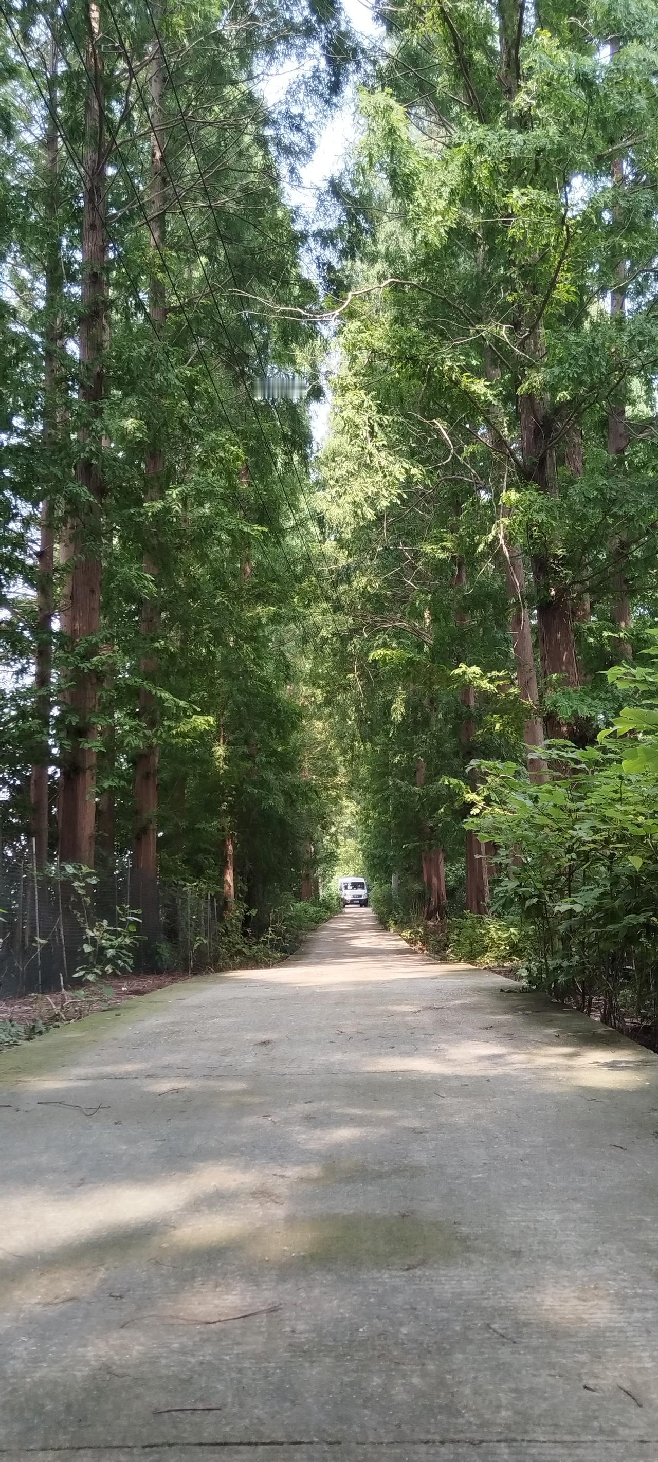 ，什么花都行
花在树林中。
