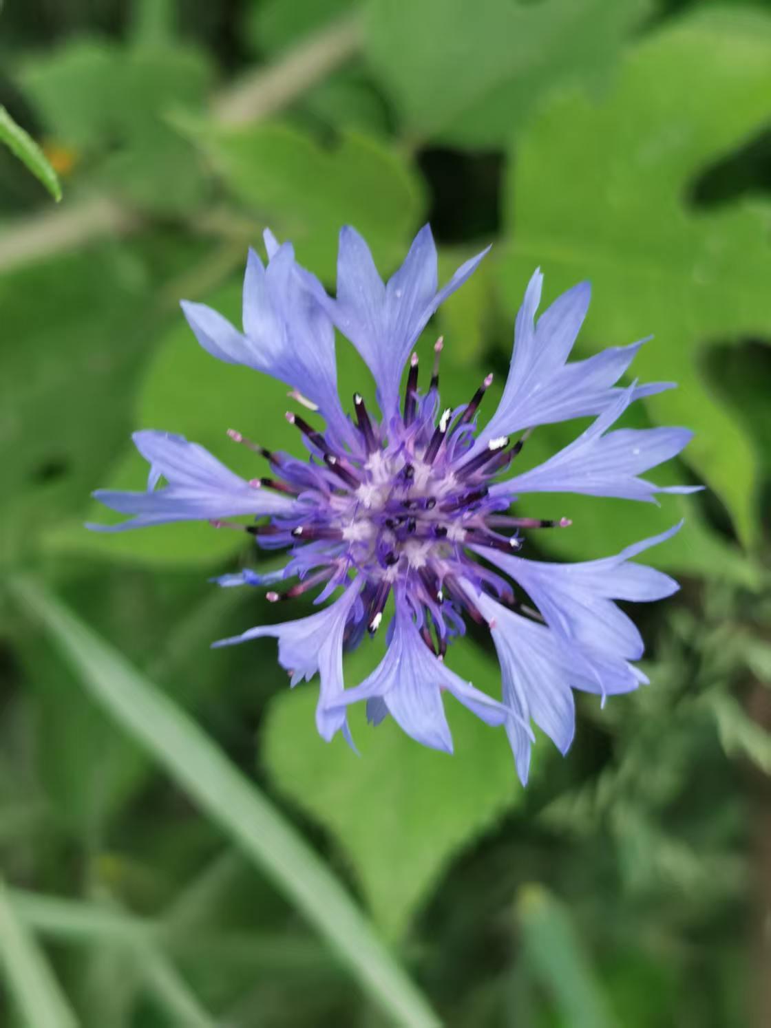 “天上一个像是太阳的物体，坠落地面。又有三个太阳成为一线，鱼贯而出，从西方升起，
