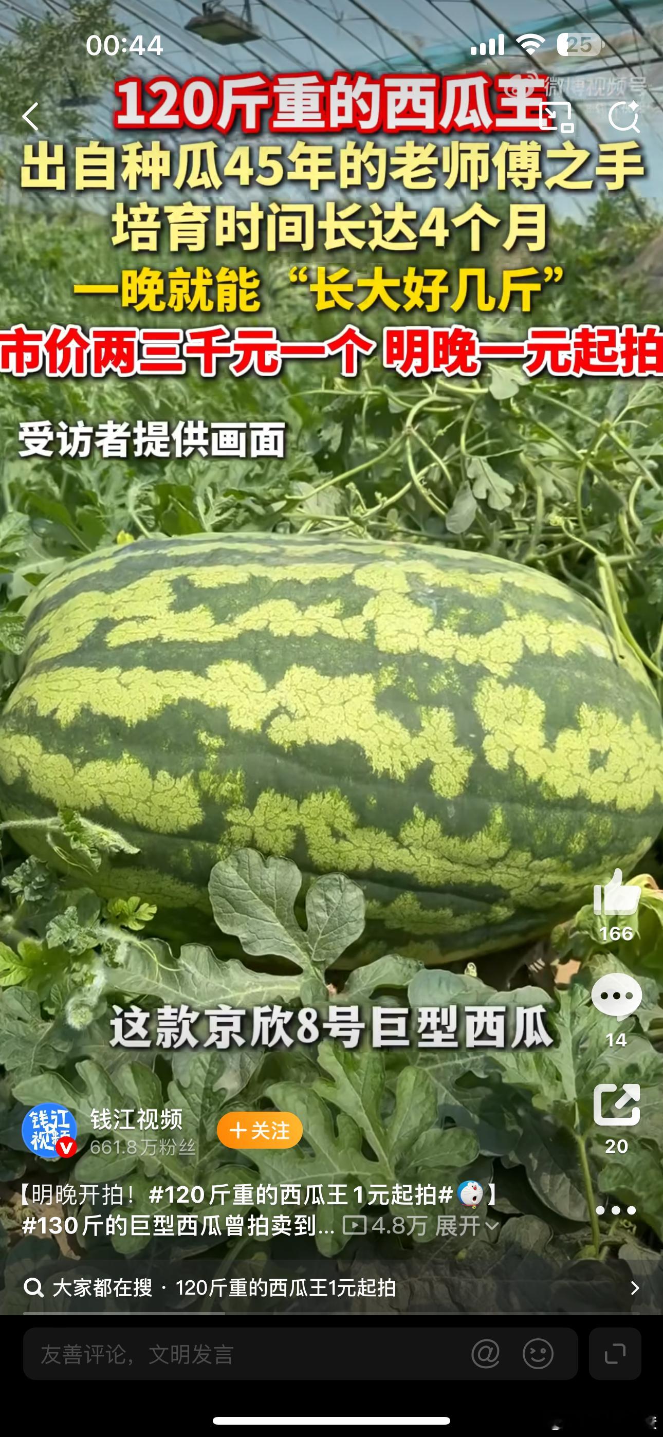130斤的巨型西瓜曾拍卖到1.3万元120斤重的西瓜王1元起拍 北京种瓜四十多年