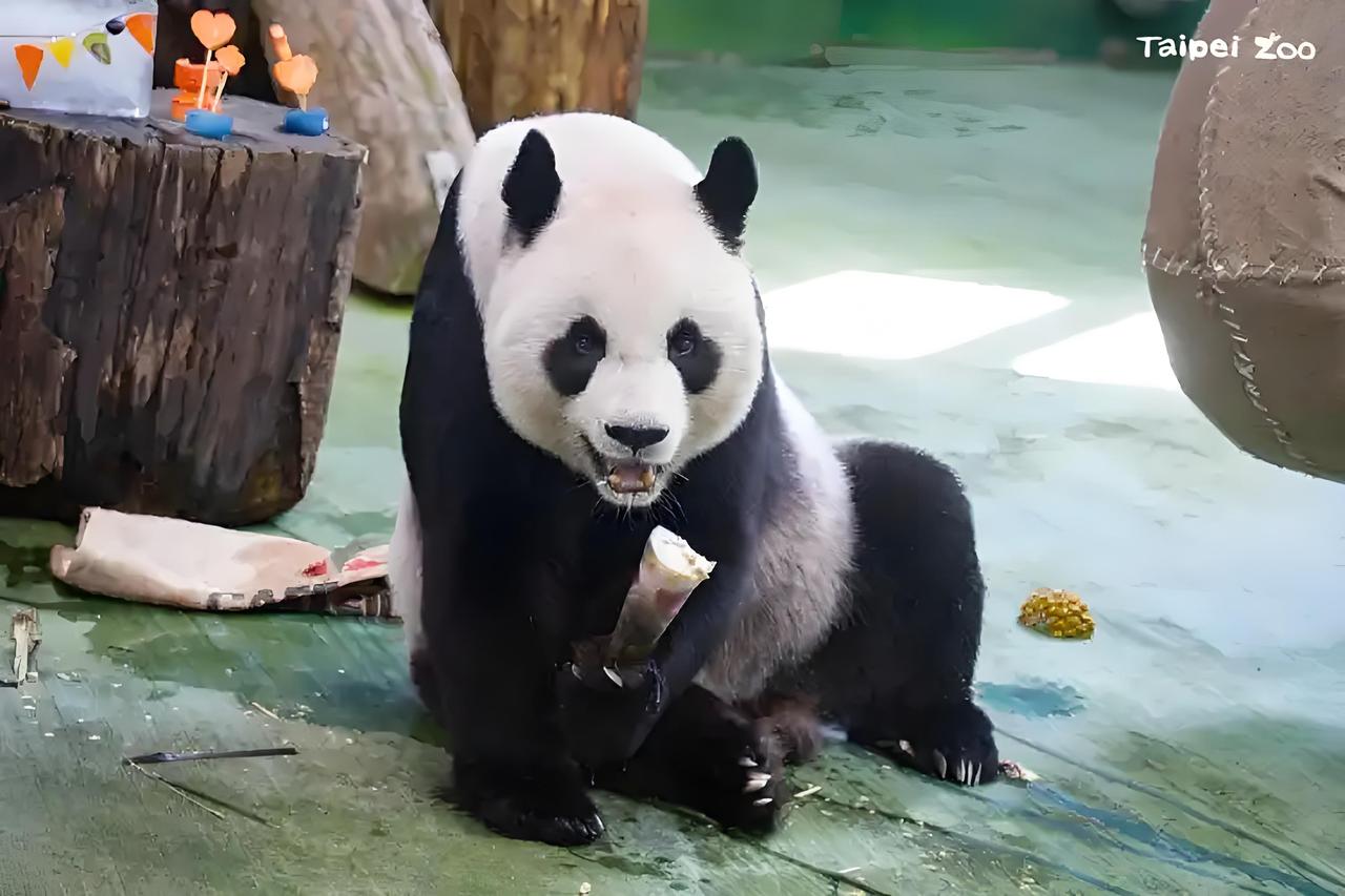 “台独”当局要给日本送大熊猫？国台办发出严厉警告：“台独”分裂势力胆敢把大熊猫作