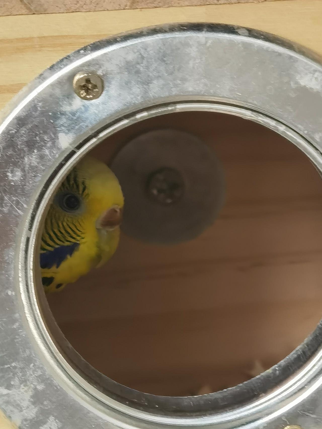 我家虎皮鹦鹉下蛋了！条友这一周 分享我这周有趣的事：各位条友，请教怎么给虎皮鹦鹉