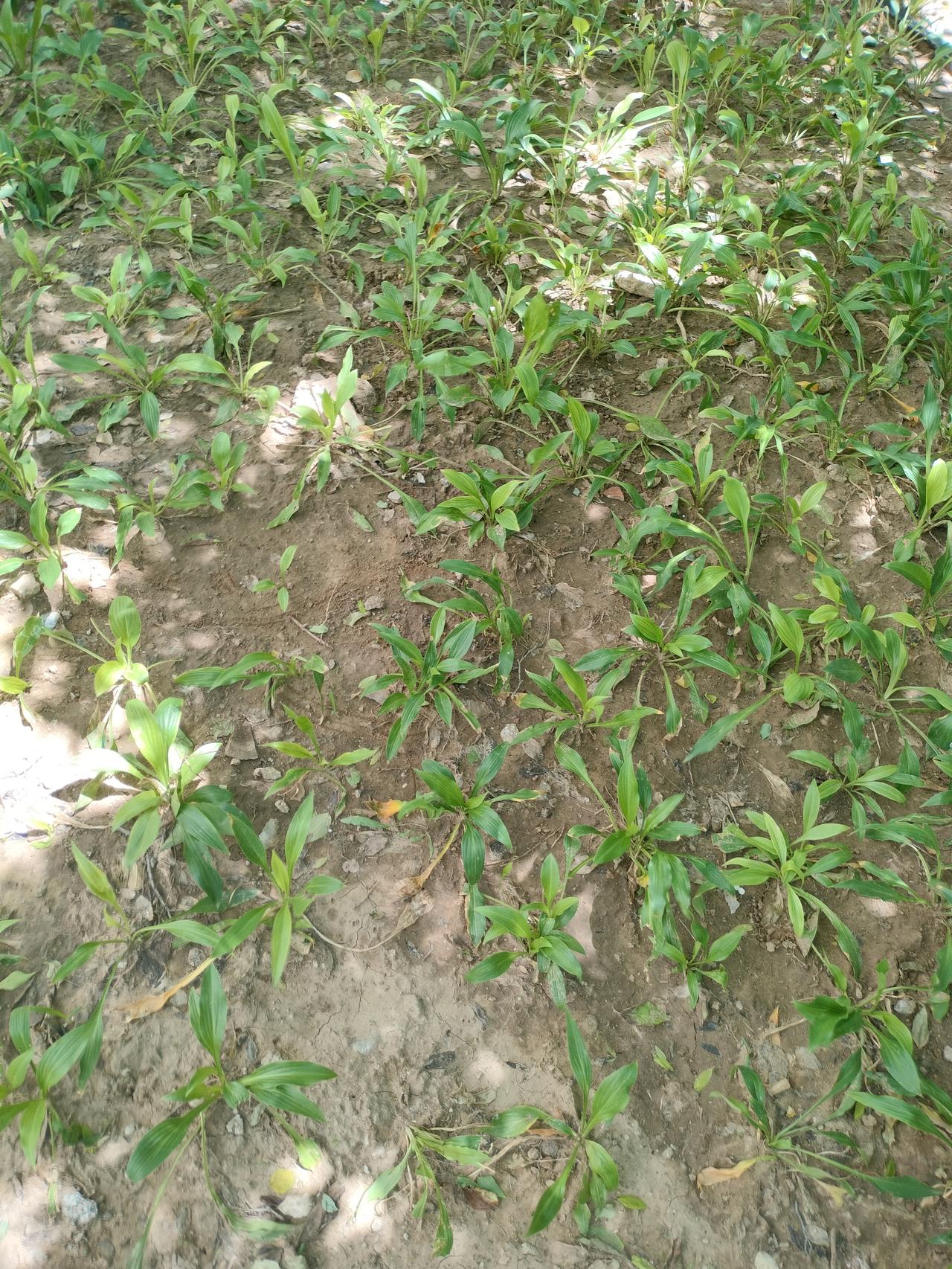 真心话茶局小区里改造以后，换了新的植物，以前这里是迎春花，春天的时候，黄黄的颜色