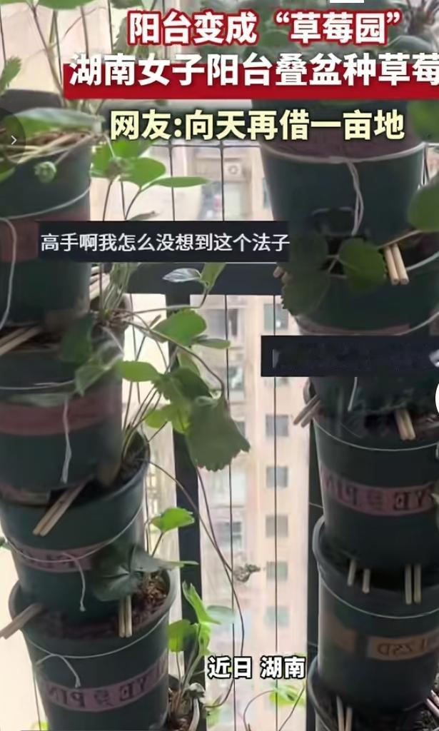 阳台叠盆种草莓，小户型解锁空中草莓园
 
湖南一位住户把自家阳台玩出了新花样，巧