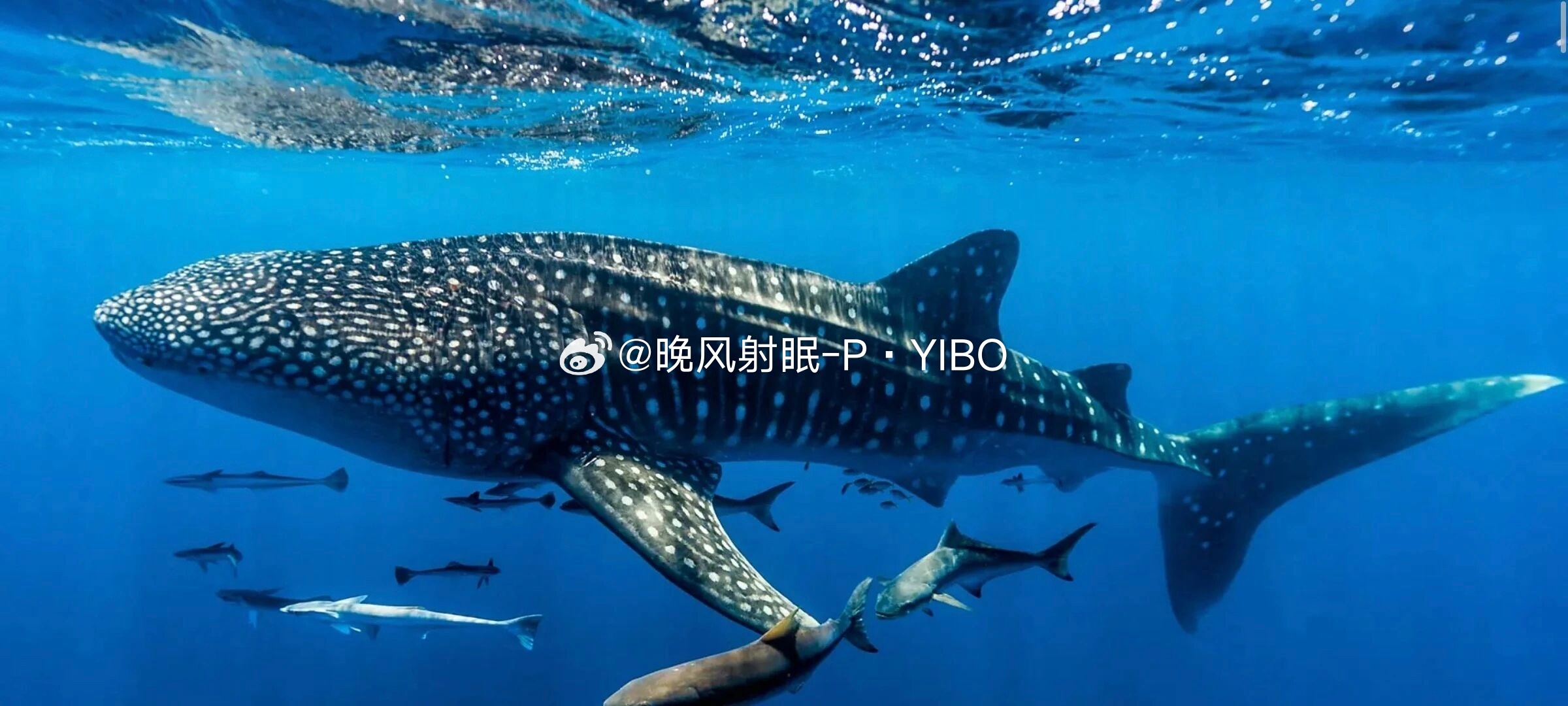 还挺美挺漂亮的