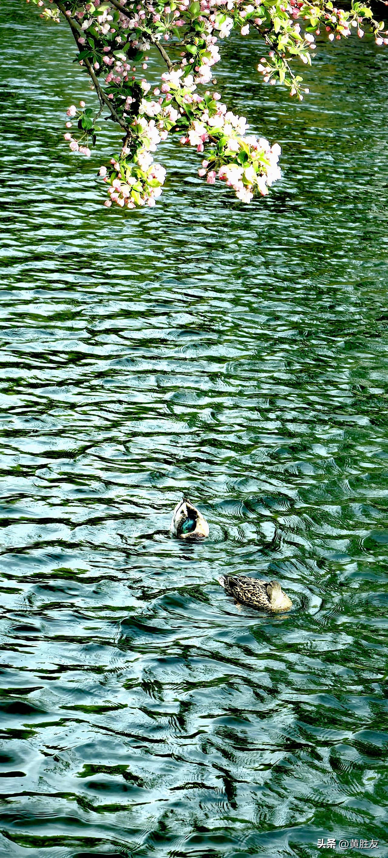 分享一下你随手拍下的照片元大都城垣遗址公园，海棠花溪，不仅仅是北京最大的海棠公园