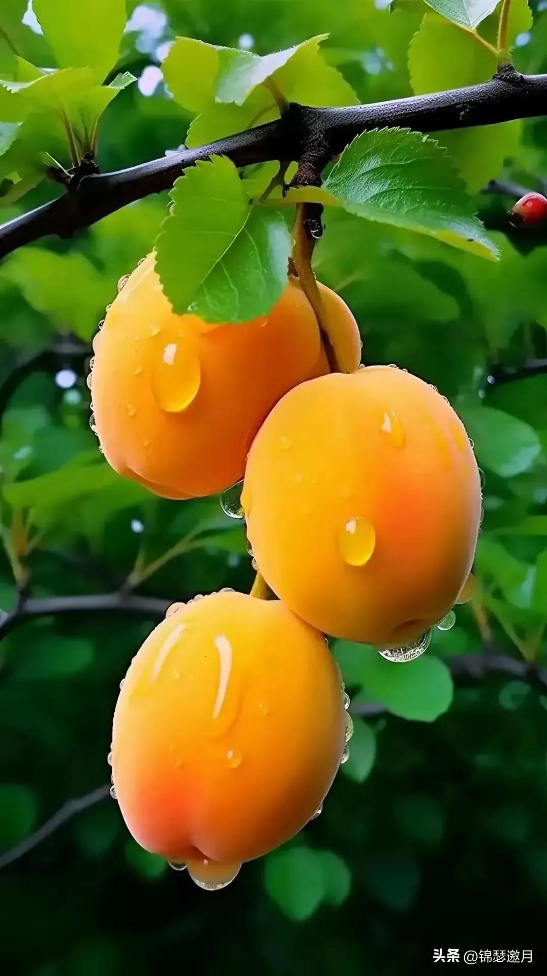 雨停山野醉，
风起果园香。
网络图片