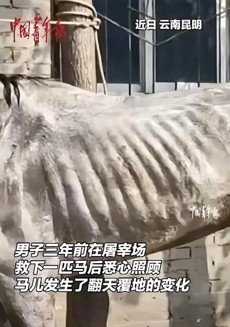 十万重金救赎病马，灰皮脱胎成白马，无言报恩道尽万物灵性
 
云南昆明，一匹病马原