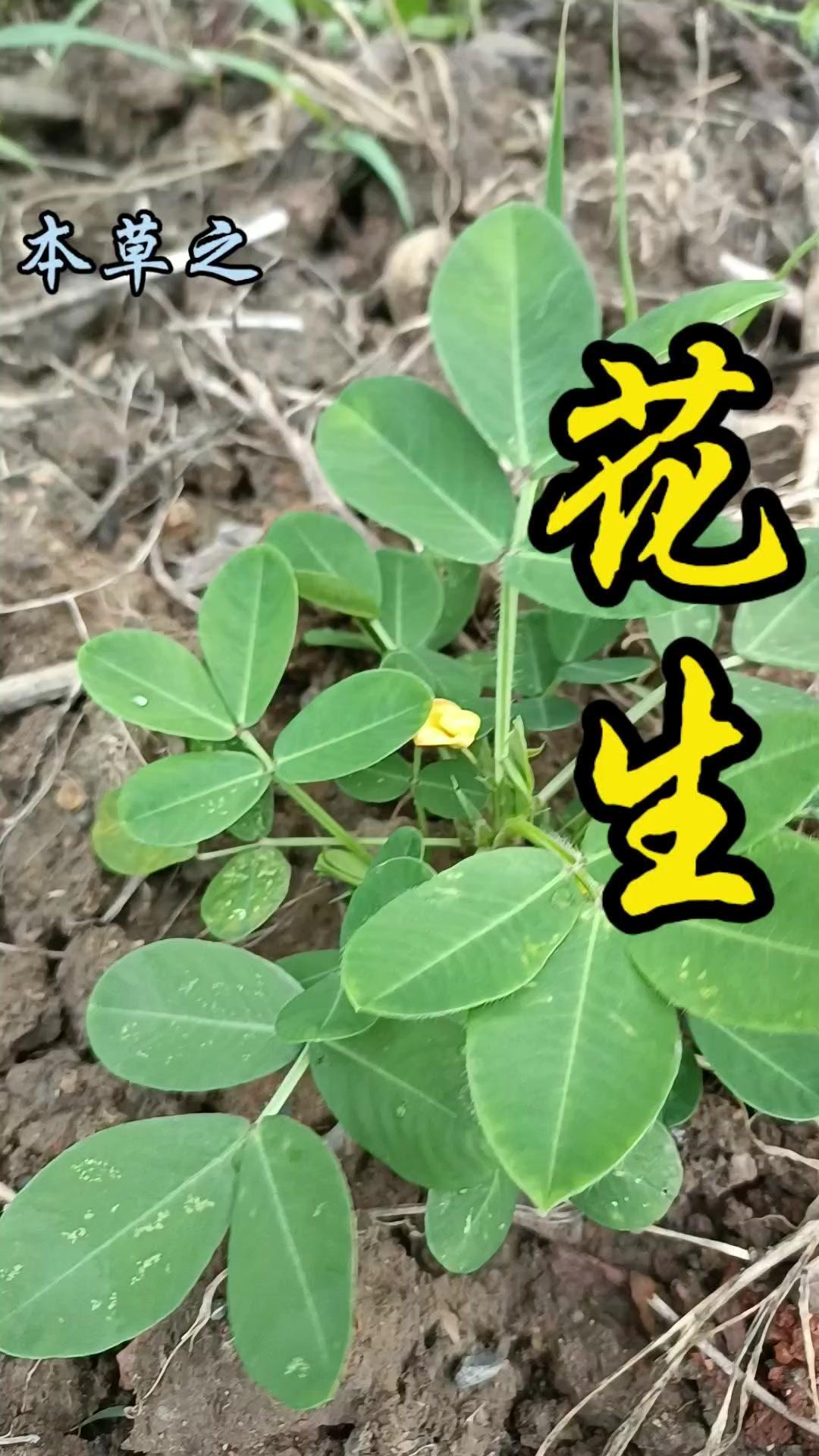 🌱花生的生长秘密你知道吗？地上开花地下结果的落花生太神奇了！刚入地的植株基部会