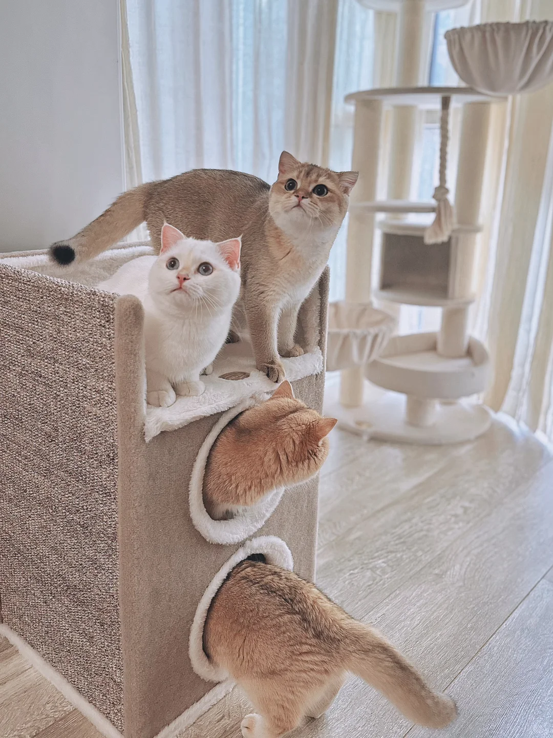 适合多猫家庭的温暖剑麻桶