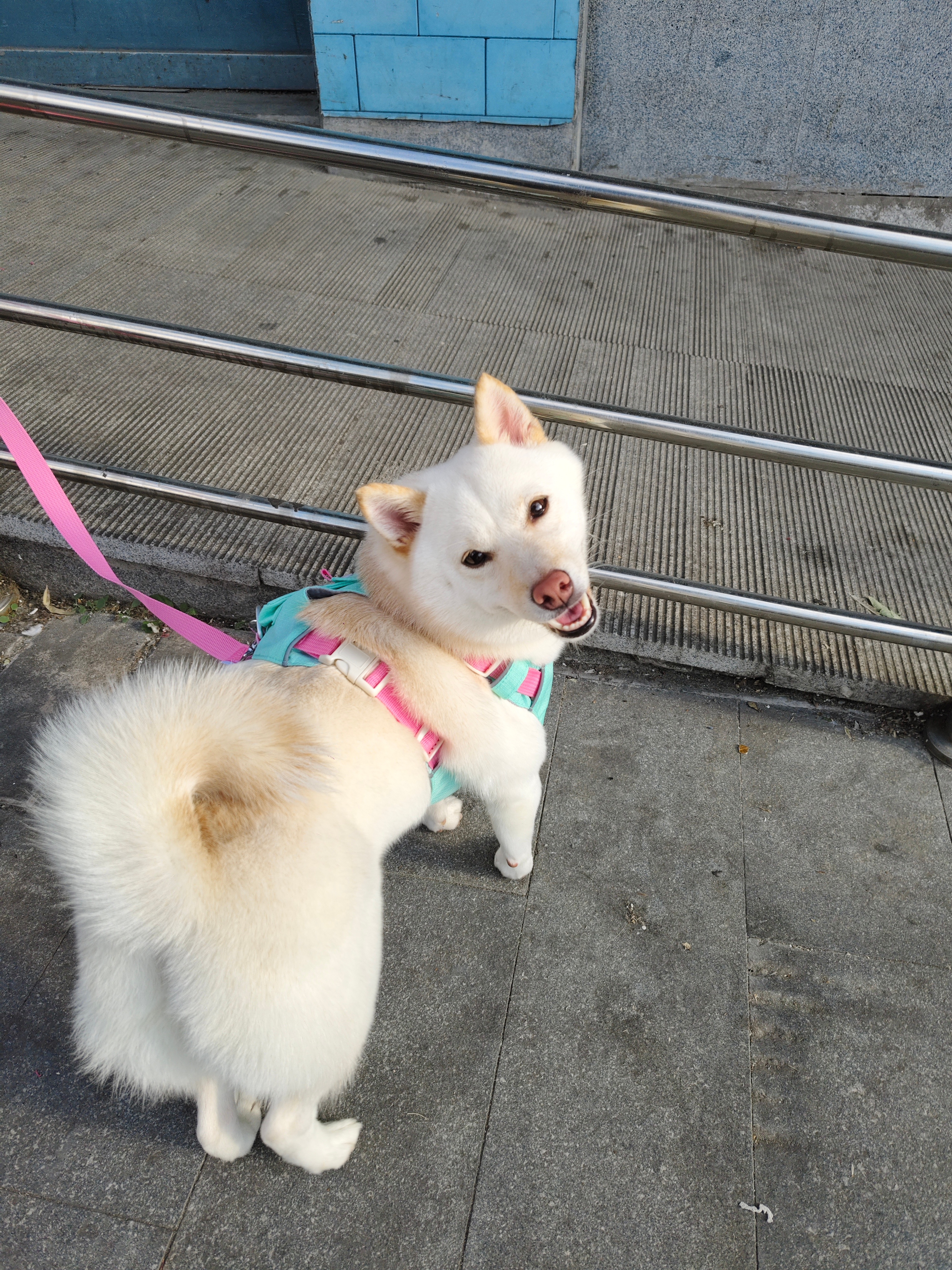 下班偶遇一只柴 🐶 lucky的碎言碎语 北京