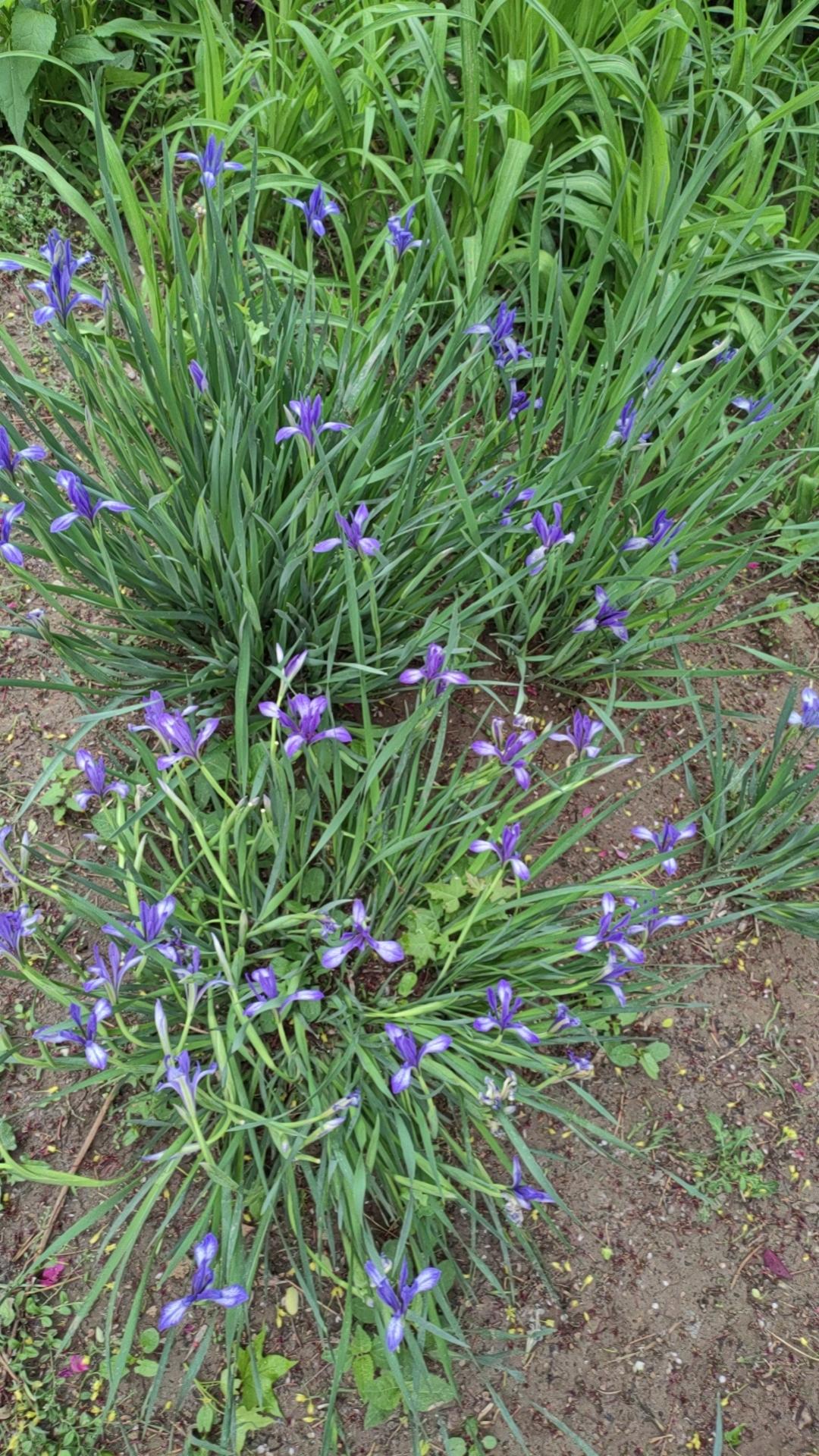 出去溜达，看到路边一堆马莲，想到童年歌谣，马莲开花二十一，二五六二五七，二八二九