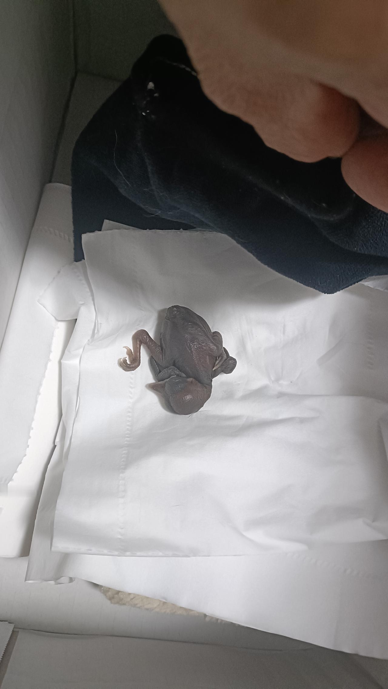 小雏鸟顽强的活着，出门喂猫前我又喂了它一遍，进食量太小太小了，而且吃完就拉，小心