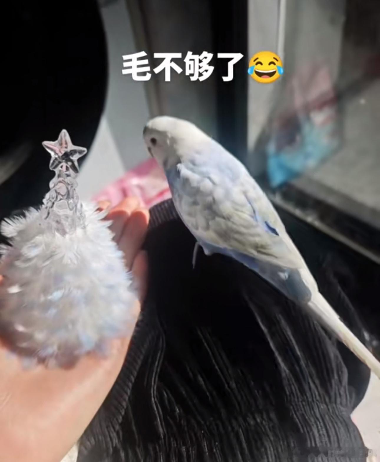 真毛就是比聚酯纤维好看