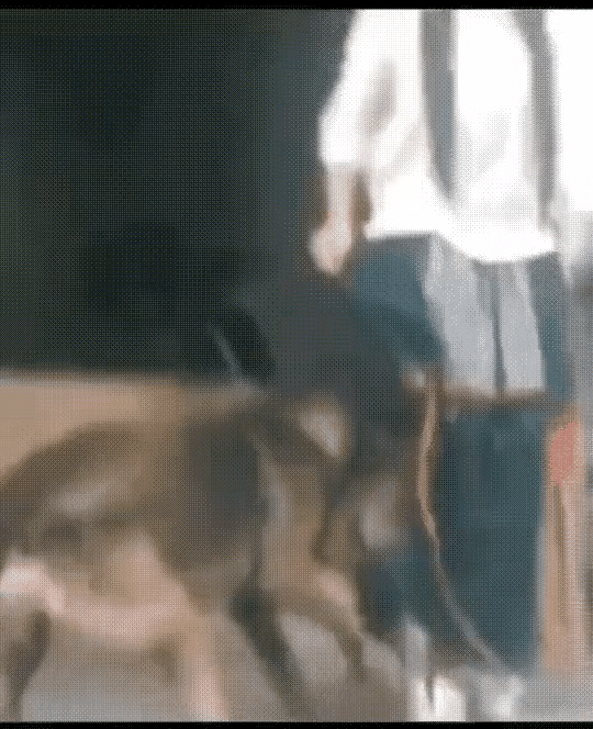 有些狗狗很有灵性
有些狗狗却很坏
新买的裙子差点被狗狗扯烂了