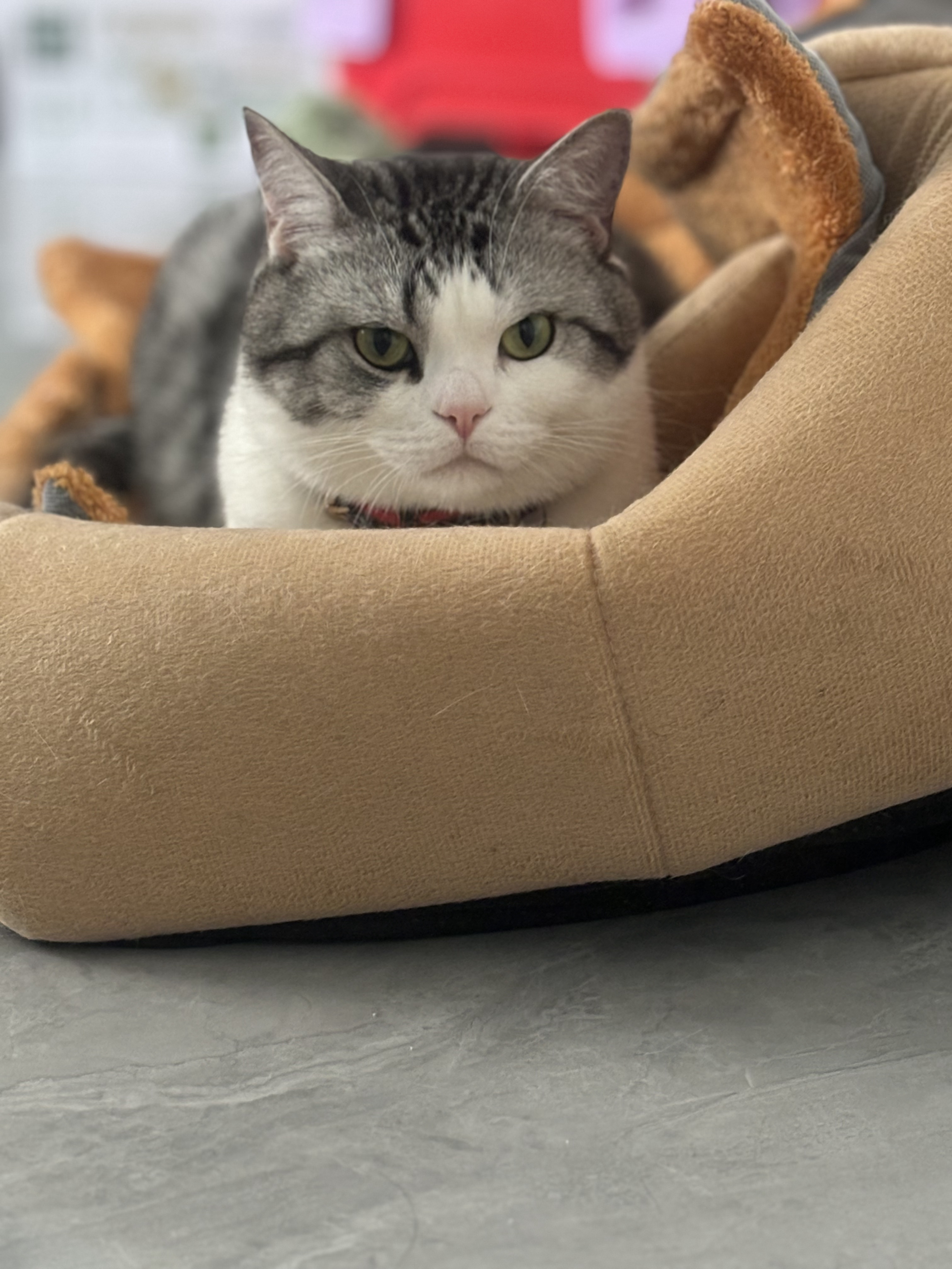 肖坚果  咪把一个房子猫窝睡成了一个符合猫体工学的垫子