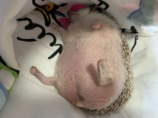睡美刺照片数张🦔