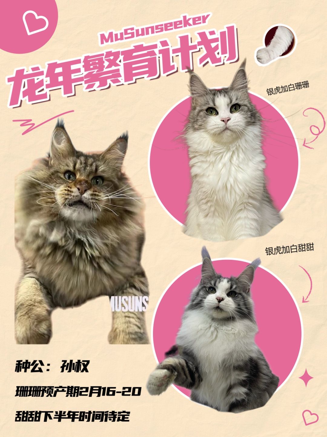 龙年龙宝宝繁育计划