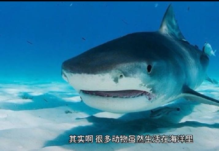海水为什么是咸的？
为什么不能直接喝？
长江黄河还有湖泊的水，都源源不断流进大海