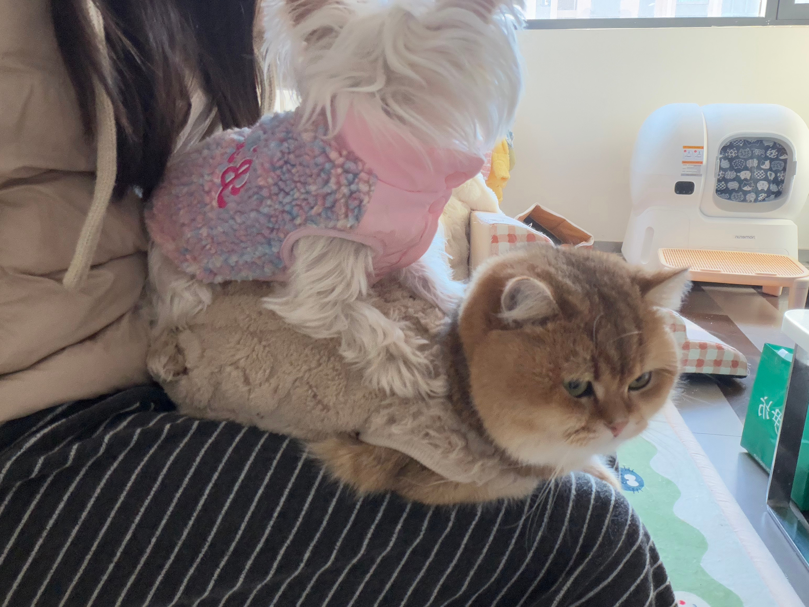 朋友说抱着扎扎简直是社恐的地狱路过的小姊妹都会过来打招呼问是什么狗 几岁了好可爱