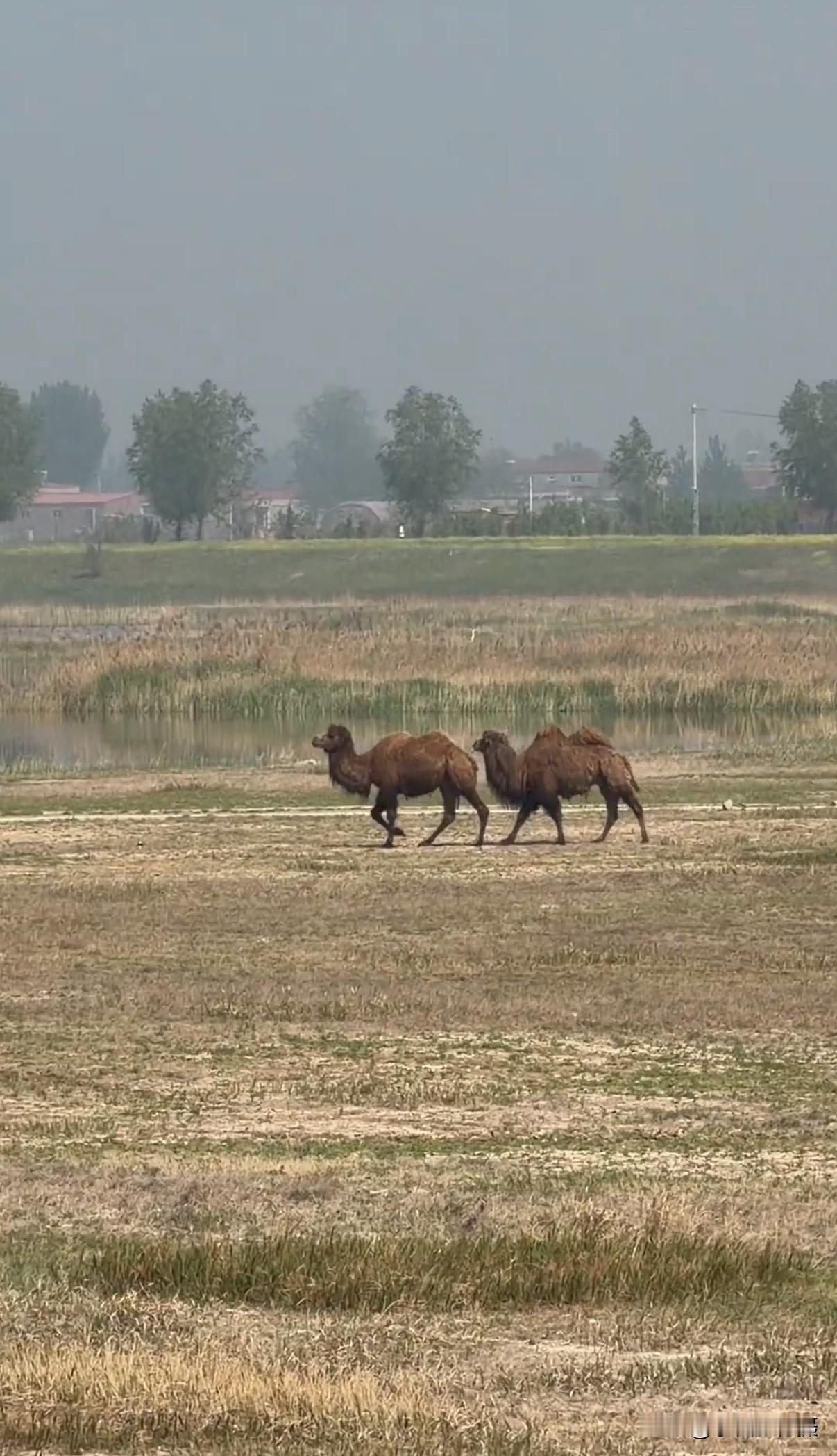 昨天网友“焦满满”发布视频说在滹沱河惊现一对野生骆驼，正在深泽方向由东向西走……