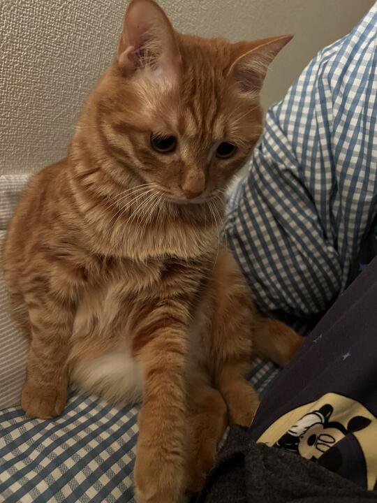 还我高冷小猫