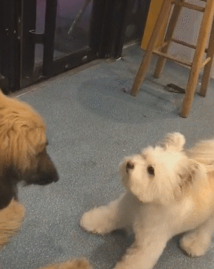 本以为要打架！结果是要亲人家一下呀[doge]