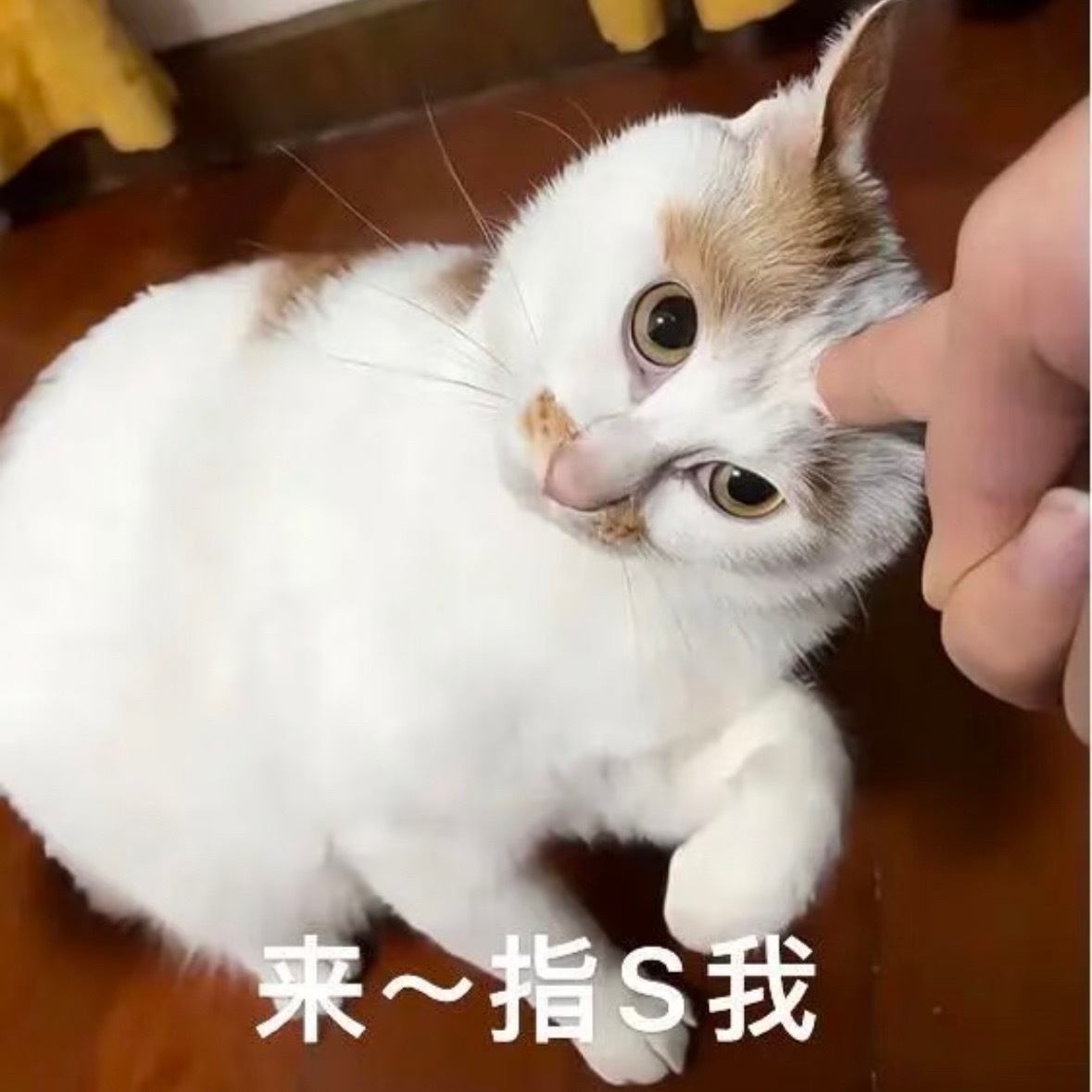 南秋在背词，突然问：所以这个歌词的意思是？笑或者哭，都自己决定吗？我：意思就是你
