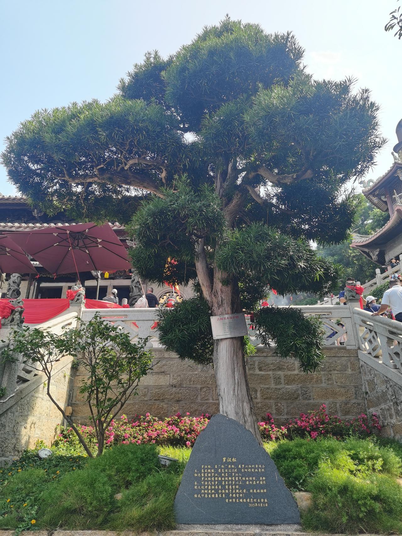 湄洲岛上的罗汉松