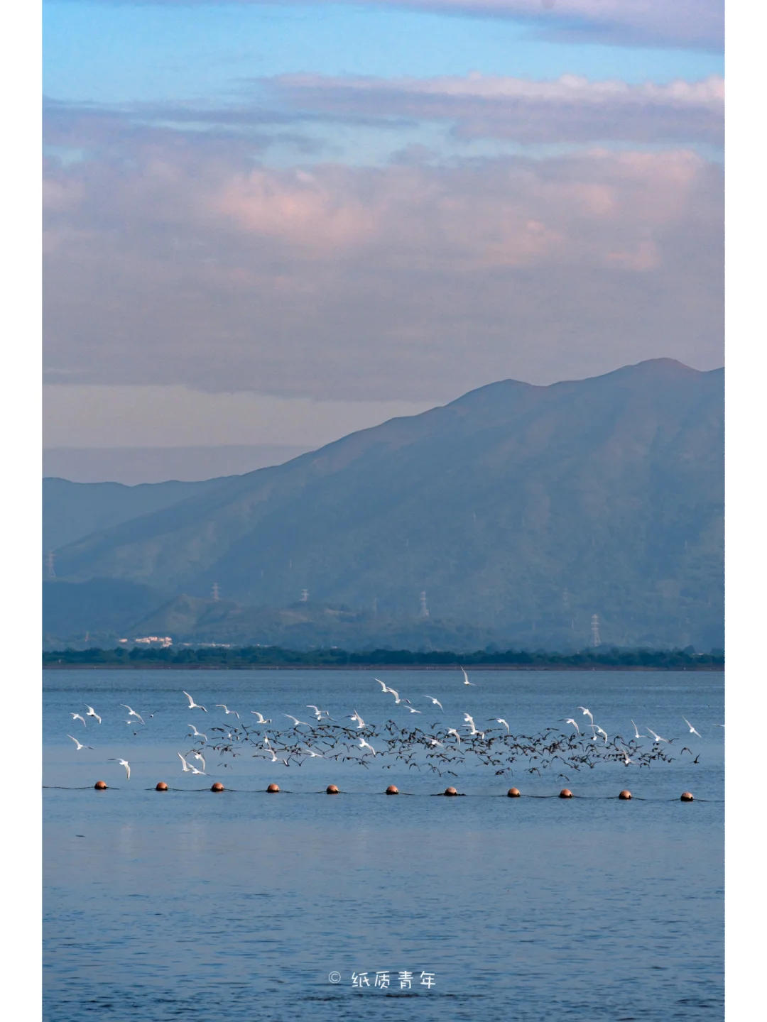 深圳湾公园|12月的海鸥从未失约
