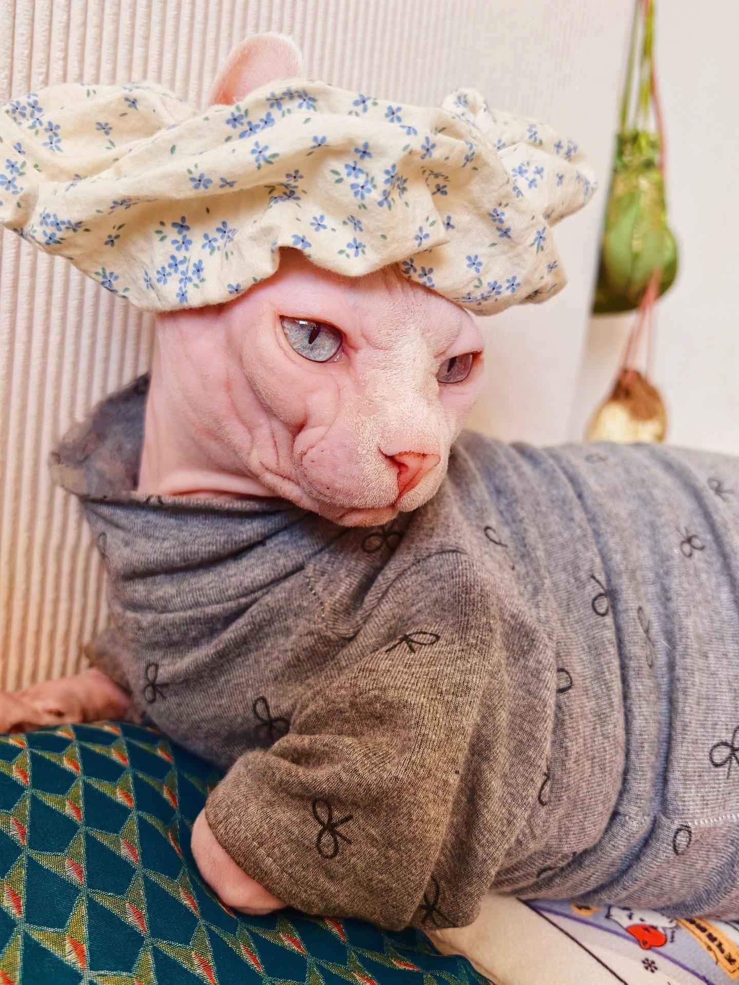 我不在家，保姆是这么打扮我家猫的🐱。