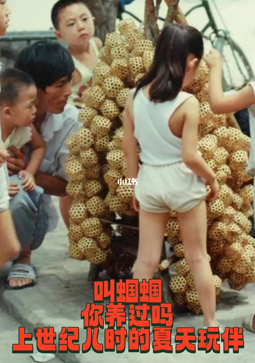 叫蝈蝈，你养过吗？