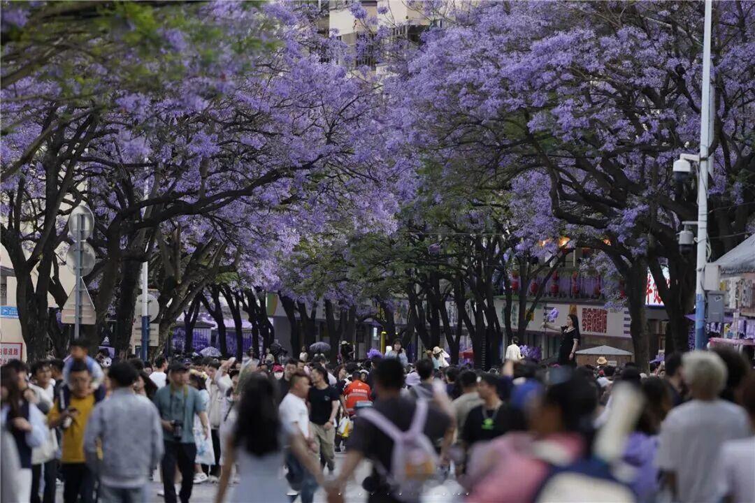 国铁头条【绝美！这条穿城而过的铁路，没有火车】暮春四月，春城昆明被温柔的紫色包裹