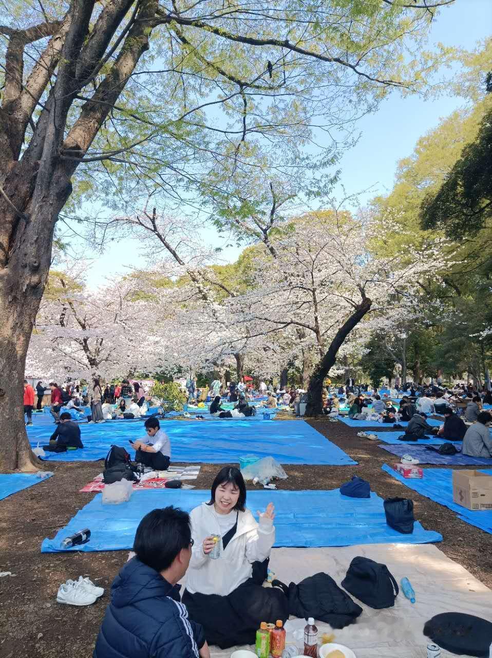 樱花游 櫻花之旅