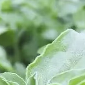 冰草冰草叶片和茎杆上分布着天然的“冰晶”状泡状细胞，口感清脆，带有淡淡的咸味，生