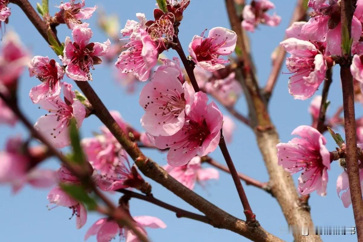 武陵春 · 和王叔度桃花

作者：赵师侠

一阵晓风花信早，先到小桃枝。冉冉红云