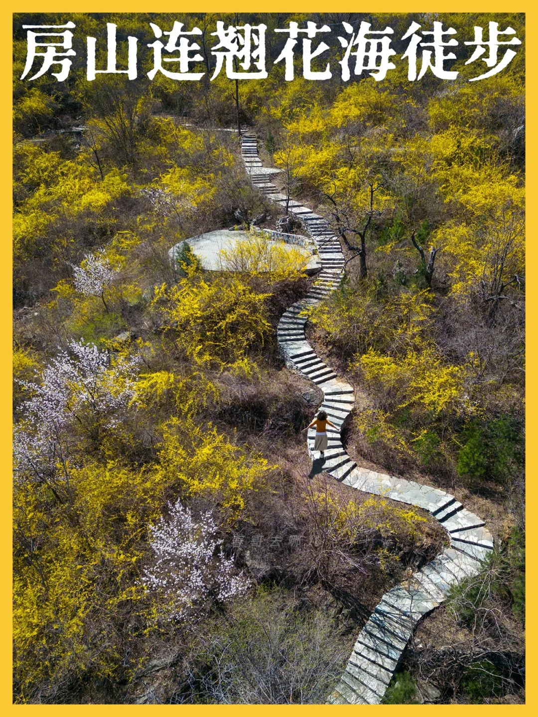 京郊人少小众连翘花海徒步路线，清明正当时