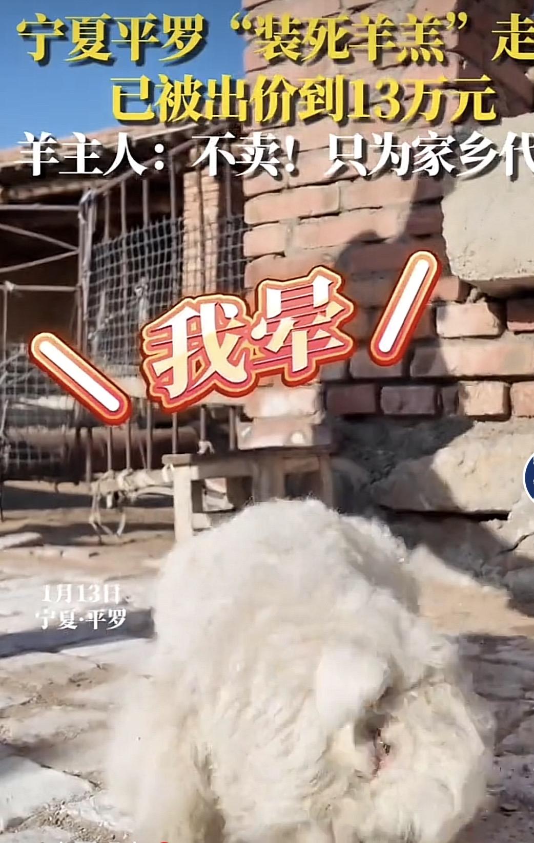 [中国赞]1月13日，宁夏，男子把家里养的小羊拉到集市去卖，其他小羊都被顺利买走