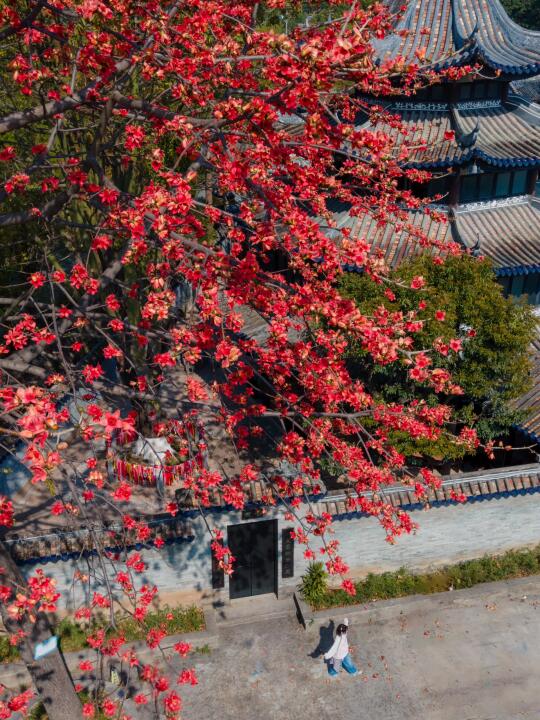 3.21live！余荫山房的白花谢了，但英雄花绽放