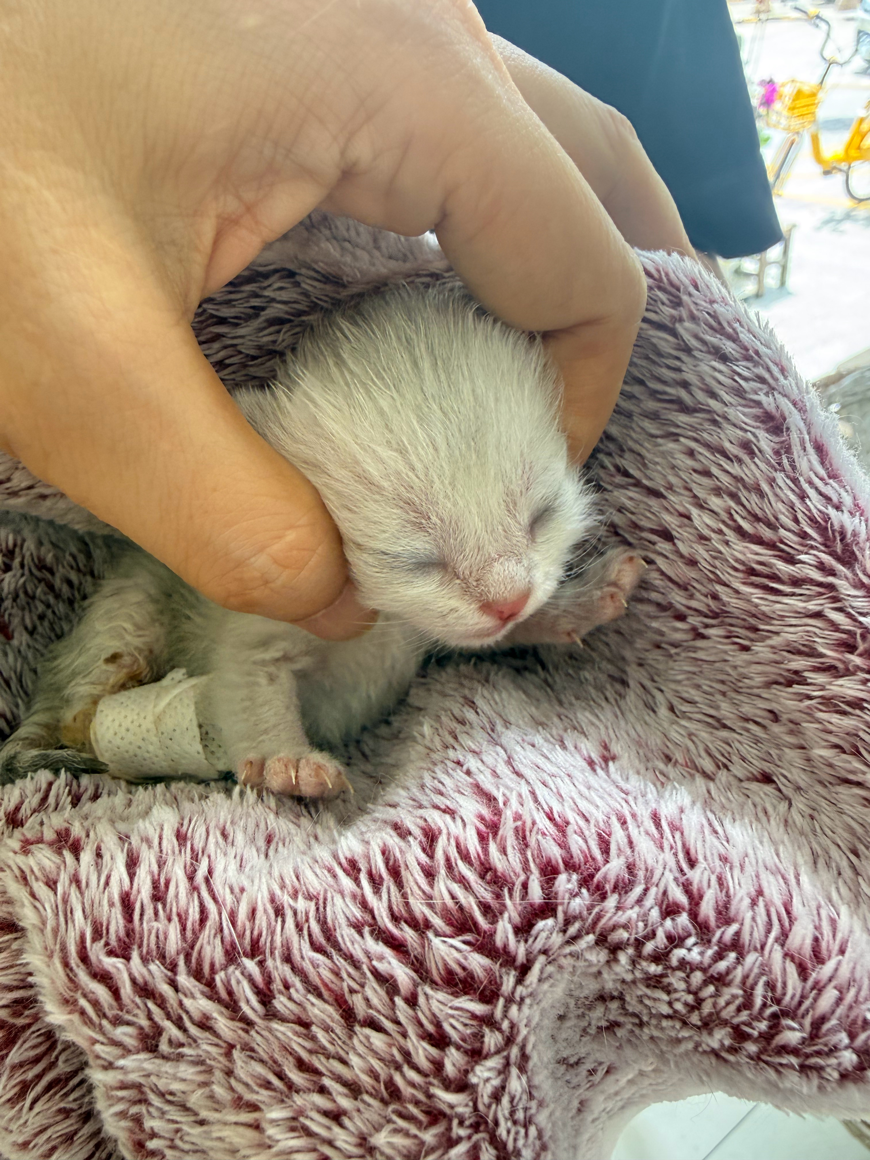 救命🆘 ，给她上药包腿搞了一个小时。[苦涩]猫咪 ​​​