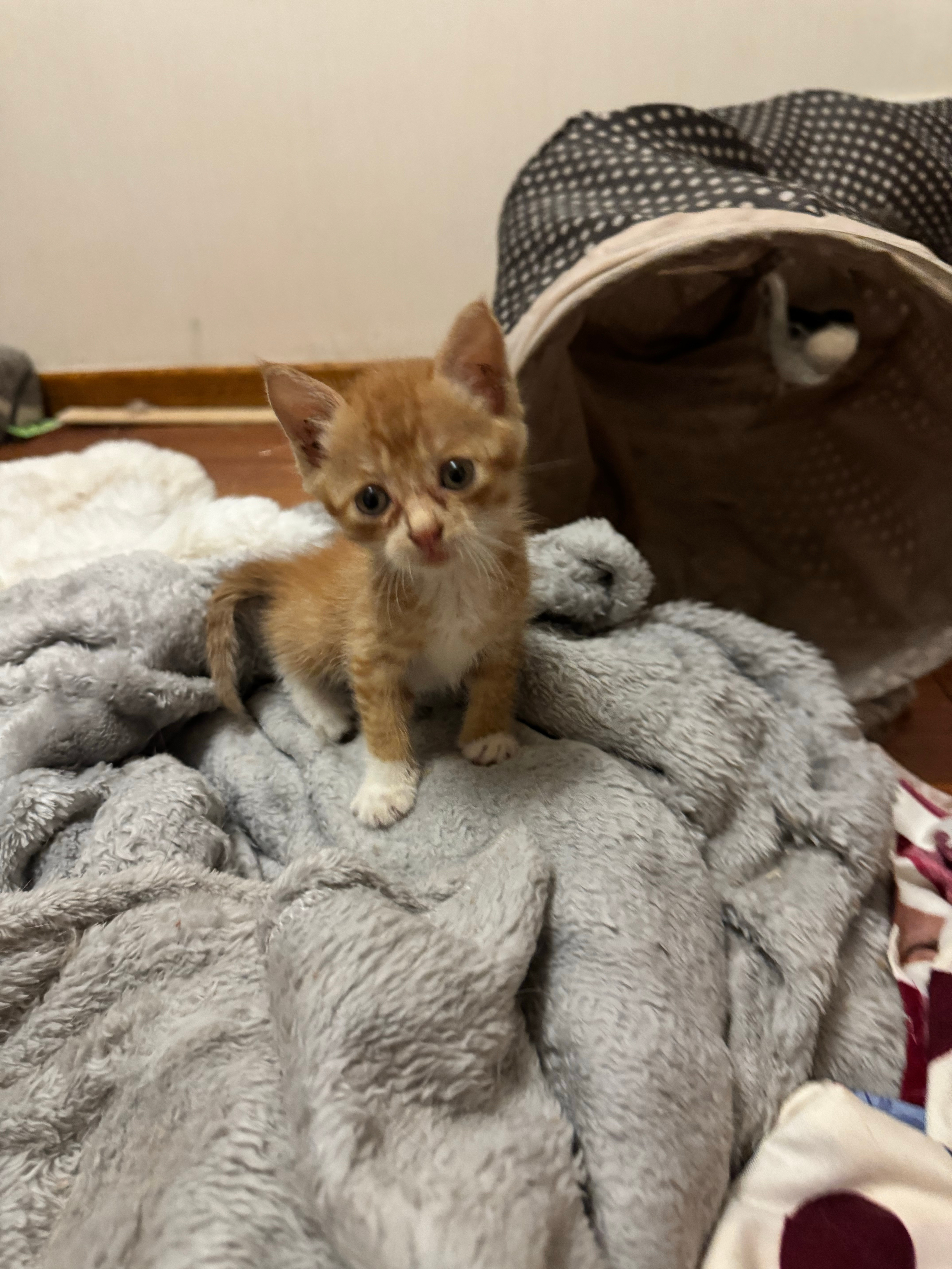 小猫猫饿脱相了感觉胖起来以后应该会挺好看的 