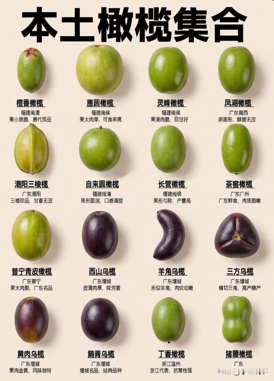 中国本土橄榄和地中海油橄榄可不是一回事！
有多少人想到橄榄，第一个想到的就是榨橄