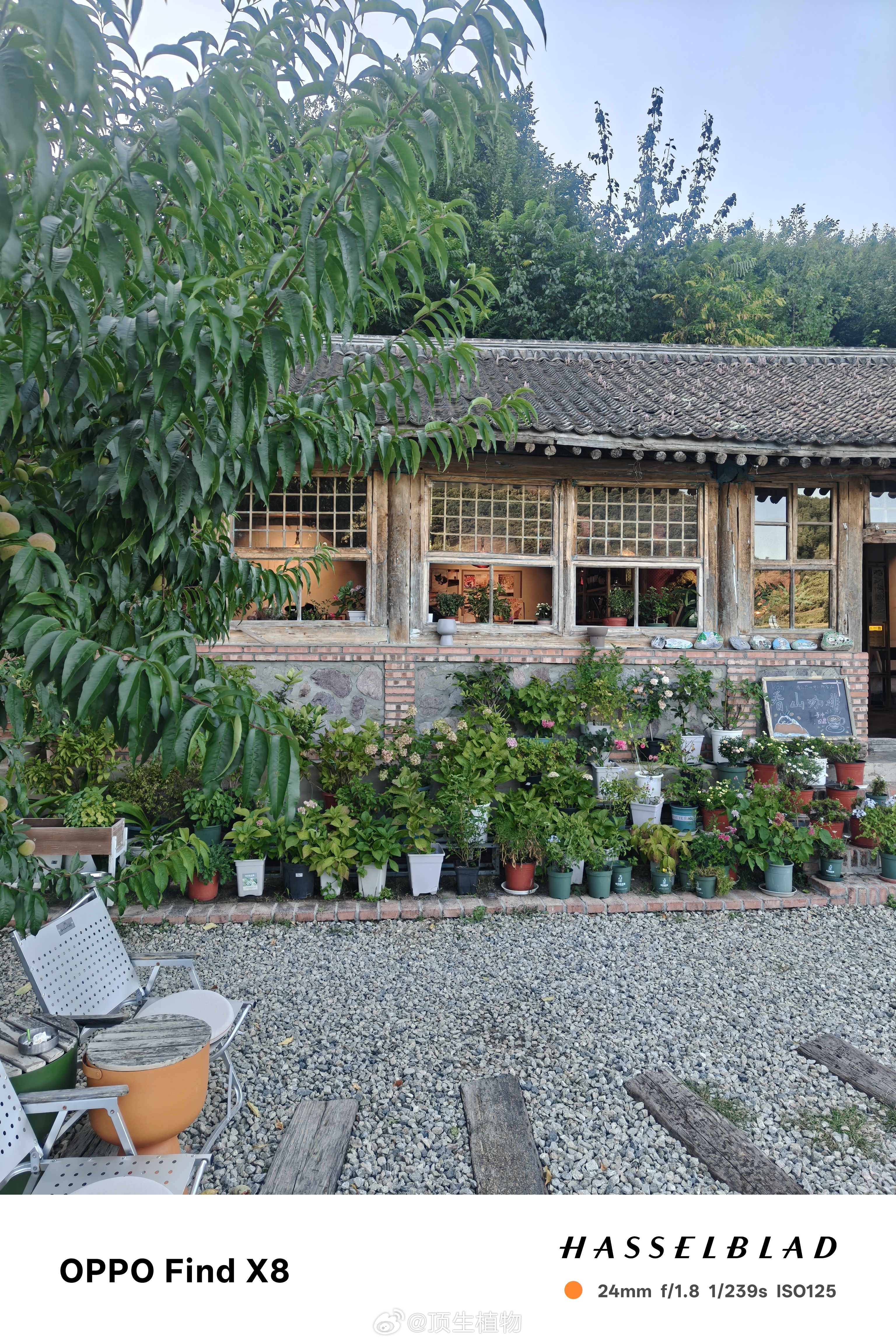咖啡，山路和猫 ​​​