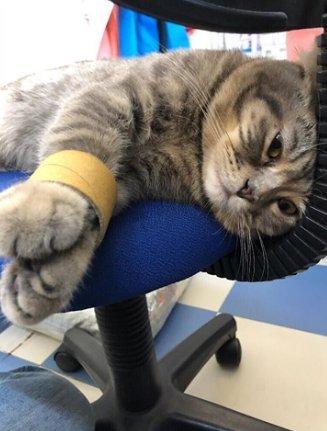 主人被抓伤 对猫咪进行了一次小小的惩罚...