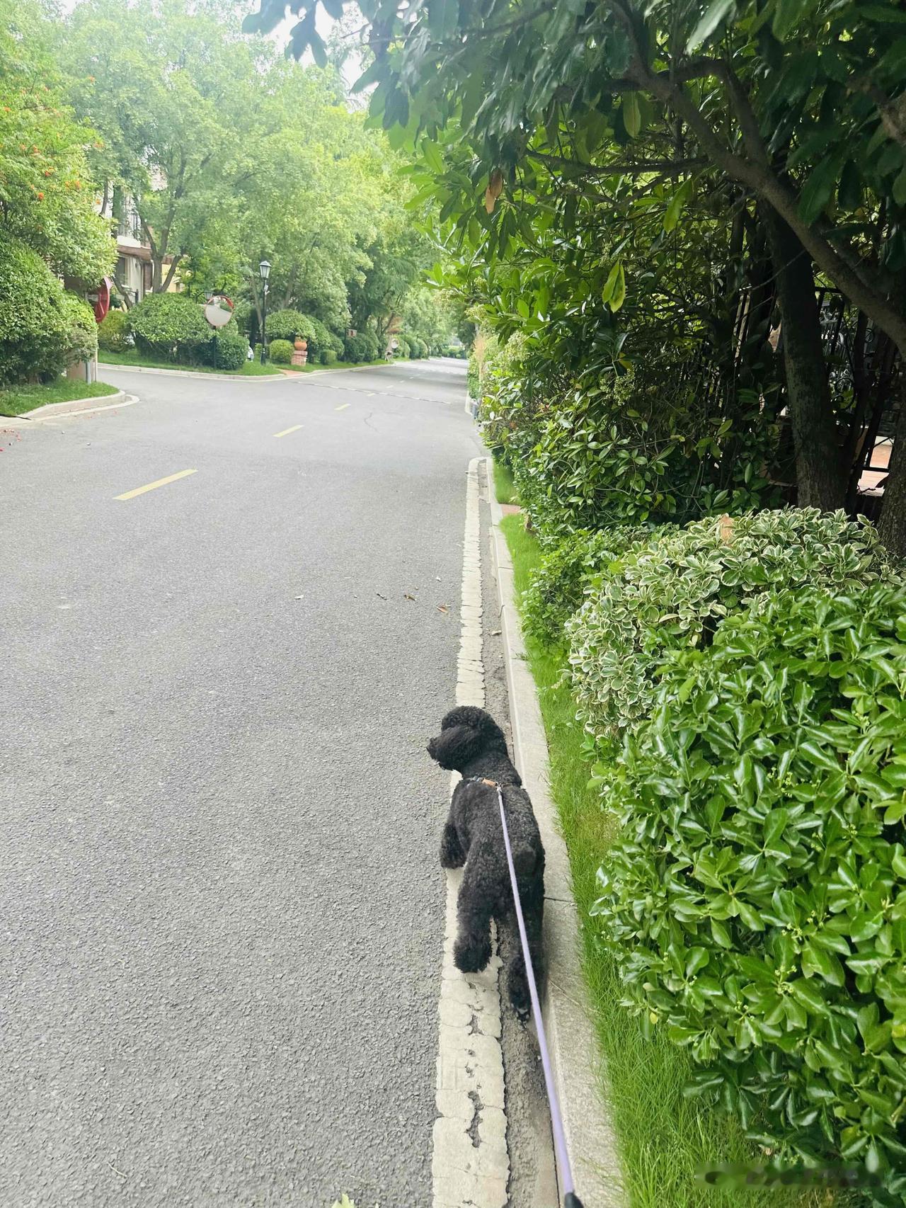 一宿没睡，热的。
这几天又开始怕热，一阵阵呼呼冒汗。
还不能拉窗帘，拉上窗帘就有
