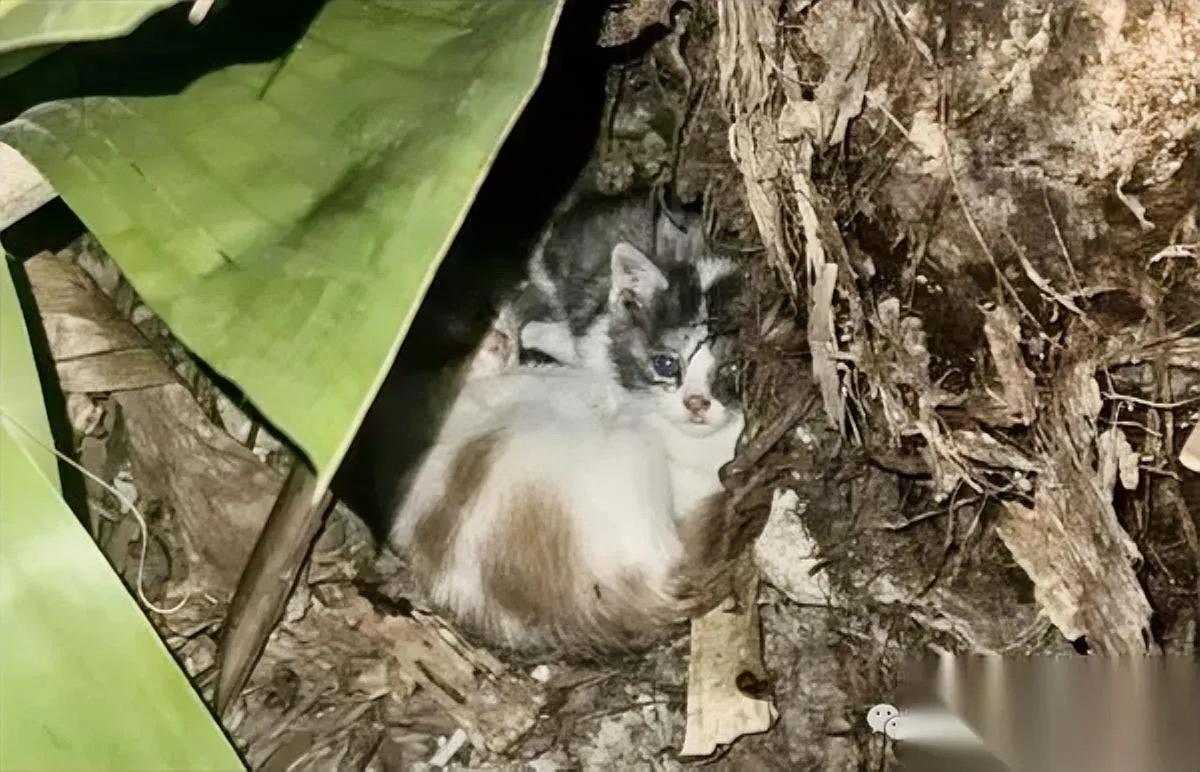 你见过凌晨三点的流浪猫吗？

不是在翻垃圾，是在找“能躺的地方”。

我以前觉得