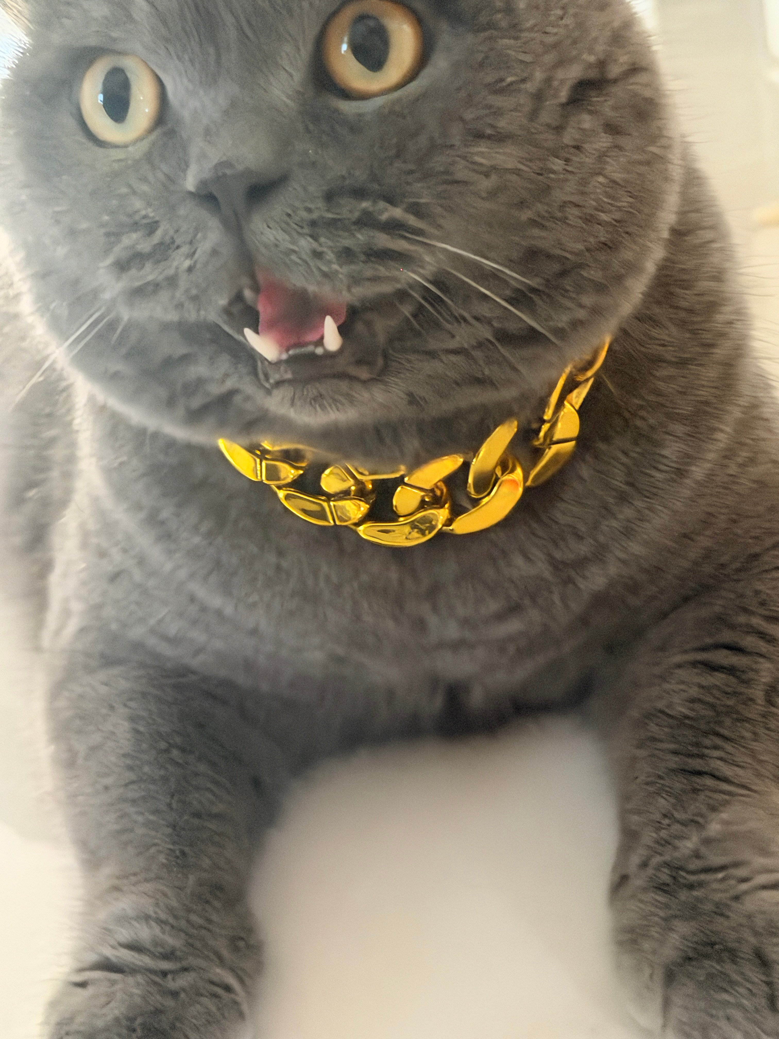 猪喵咆哮 