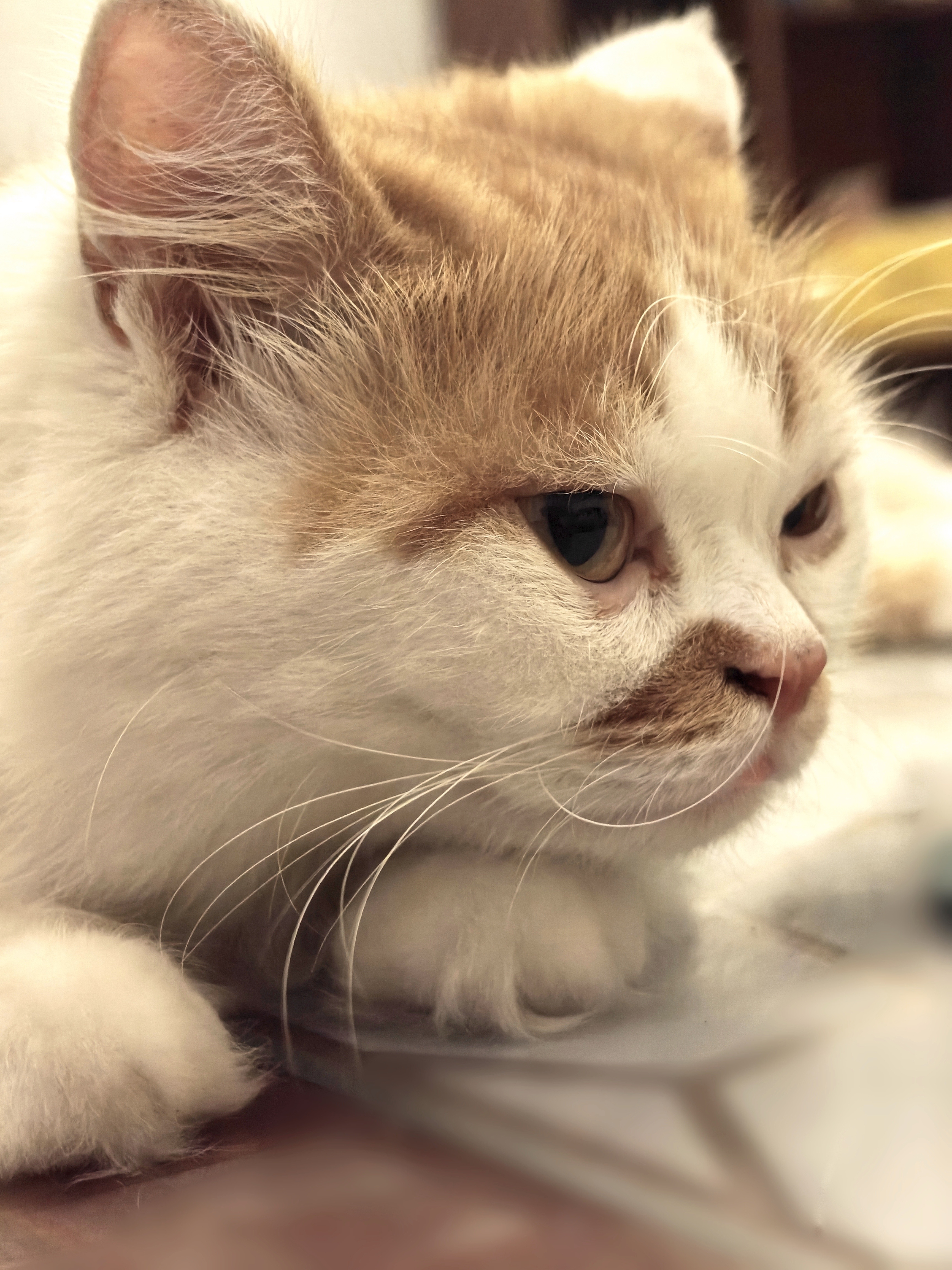 此猫居然能找到镜头🥺 