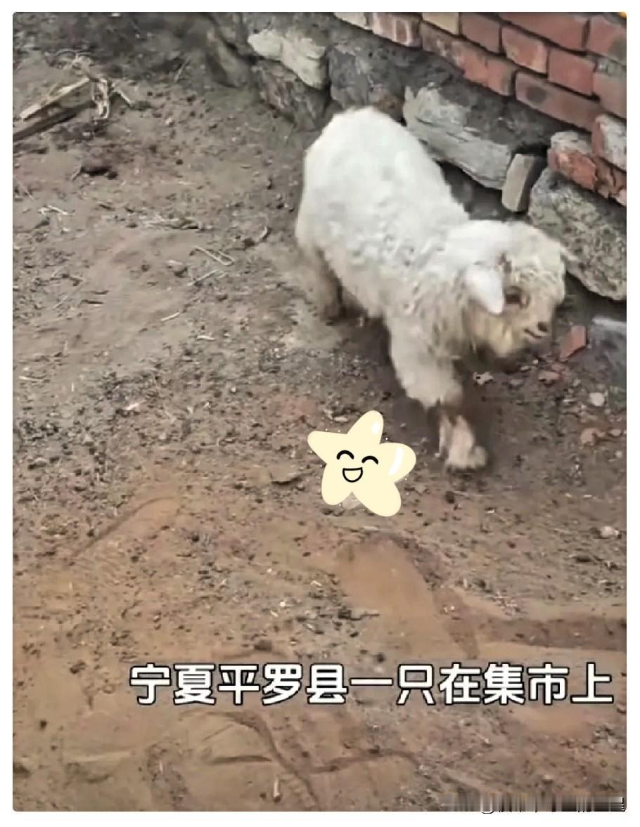 我有一种预感，装死的小羊主人最后指定会把羊卖了。小羊身家从420元涨到13万，如
